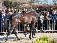 PN030422-59 - Gaulois